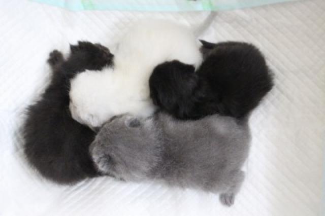 エキゾチックの子猫が５頭産まれました♪画像2