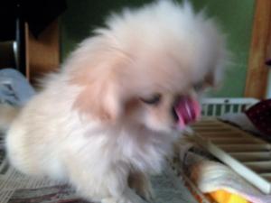 わんわん犬舎 ちゃちゃ