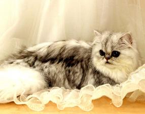 Cattery Christie