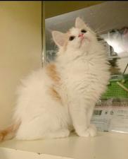 ノルウェジアンフォレストキャット