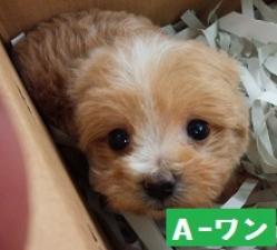 MIX(雑種)