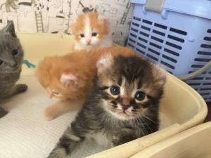 猫専門きゃってりーねこのにくきゅう