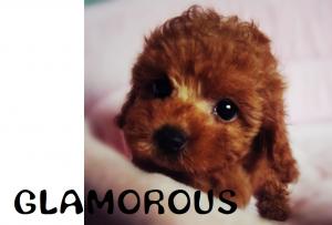 GLAMOROUS ~グラマラス~