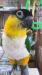ズグロシロハラインコ