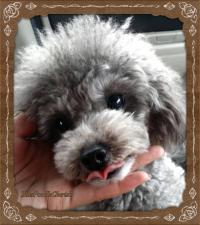 Bliss Poodle Cherish