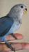 コザクラインコ