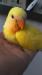コザクラインコ
