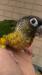 ウロコインコ