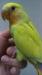 コザクラインコ