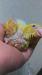オキナインコ
