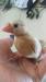 文鳥
