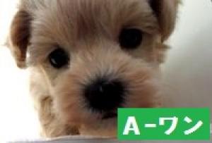 MIX(雑種)