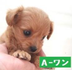 MIX(雑種)