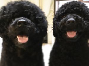 ミディアムプードル×ポーチュギーズウォータードッグの子犬ポーティドゥードルの販売情報 DOGSALONMAUドッグサロンマウ