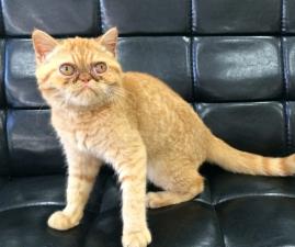 エキゾチックショートヘアー【父猫:スープリームグランドチャンピオン受賞】