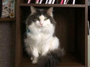 ノルウェジアンフォレストキャット【長毛】