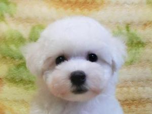 ビションフリーゼ