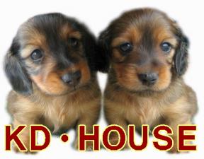 カニンヘンダックス専門ブリーダーKD・HOUSE