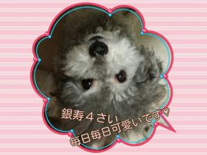 Bliss Poodle Cherish