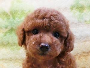 トイプードル