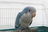 オキナインコ