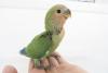 コザクラインコ