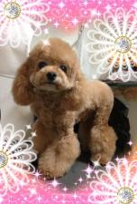 DOG SALON JEWEL DOG