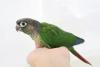 ウロコインコ
