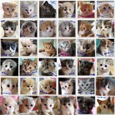 Kitty's House MOMO