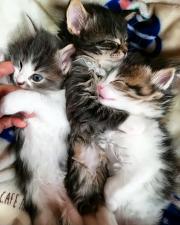 Petit ChouChou