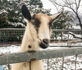 SICHIFUKU FARM 七福ファーム