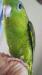 サザナミインコ