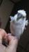 羽衣セキセイインコ