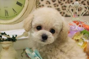 ❤ CHU CHU DOG ❤
