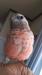 アキクサインコ