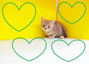 ブリティッシュショートヘア