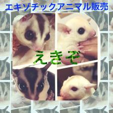 えきぞ