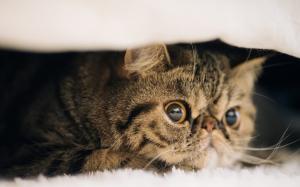 キャッテリー フルーフィーコット