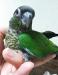 ウロコインコ