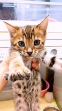 ベンガル
