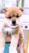 柴犬
