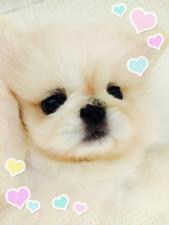 チワワ♡ペキニーズ専門犬舎 LOVE&PEACE