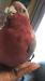 モモイロインコ