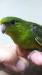 サザナミインコ