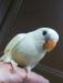 コザクラインコ