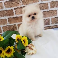 ポメラニアン