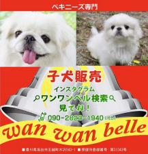 ペキニーズ専門子犬情報・ワンワンベル