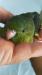サザナミインコ