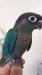 ウロコインコ