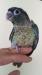 ウロコインコ